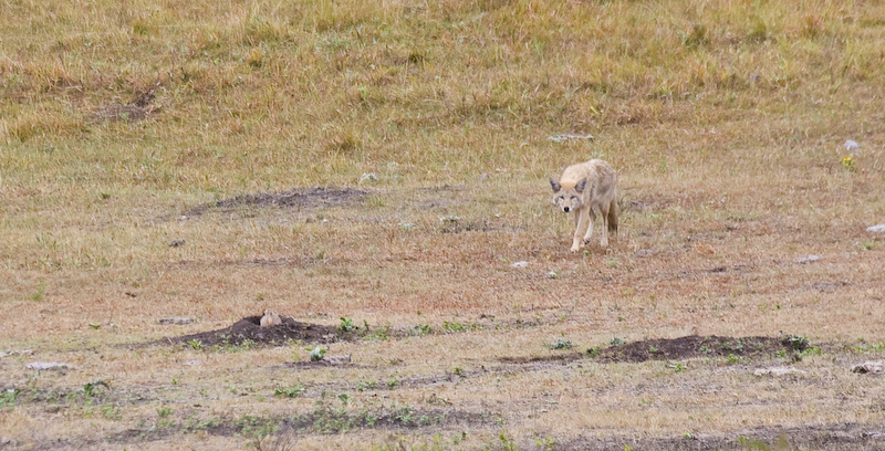 Coyote Hunting Black-Tailed Prarie Dog